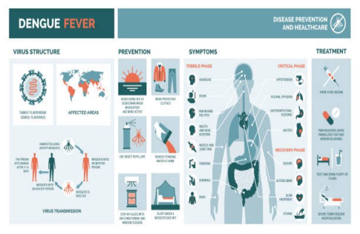 Infografica sulla Febbre Dengue