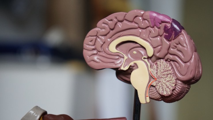 Modellino di un cervello umano per studio anatomico