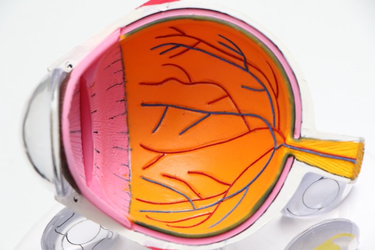 Modellino di un occhio umano per studio medico